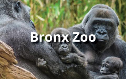 Bronx Zoo Tours